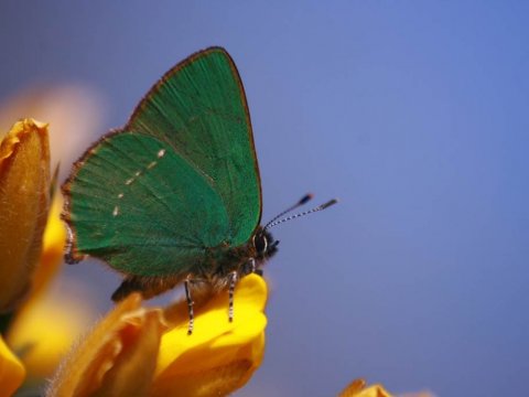 Balade nature : Papillons et libellules