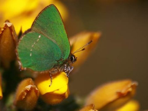 Balade nature : papillons et libellules du Varquez
