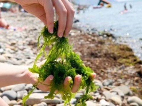 Sortie Découverte des algues